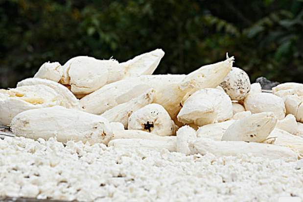 木薯淀粉進口清關